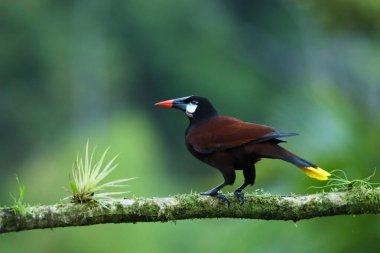 Montezuma Oropendola, Psarocolius montezuma, Kosta Rika 'dan bir kuş portresi. Tropikal yağmur ormanlarından vahşi yaşam sahnesi