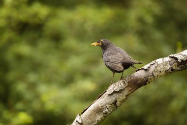 Doğanın doğal ortamında yaygın Avrasya Siyahi Kuşu (Turdus merula). Yeşil geçmişi olan bir kuş, Çek Cumhuriyeti 'nde vahşi yaşam.