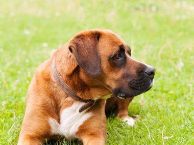 Kırmızımsı melez köpek çayırda, sürüyle çalış.