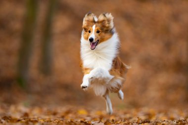 Kırmızımsı shetland çoban köpeği yavrusu sonbahar ormanında koşuyor. Shetland Collie veya Sheltie. Sevimli hayvan. Safkan köpek..