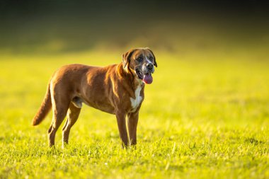 Kırmızımsı melez köpek çayırda, sürüyle çalış.