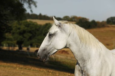 Lippezzaner kısrağı. Çiftlik otlağındaki safkan beyaz kısrağın portresi. Sıcak yaz günü