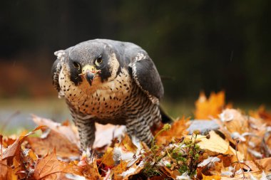 Peregrine falcon (Falco peregrinus) with caught kill bird. Beautiful bird of prey feeding on killed big bird in autumn leaves. Bird carcass on forest meadow.  clipart