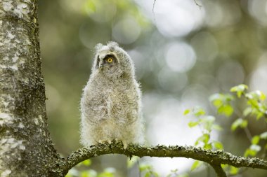 Fluffy long-eared baby owl (asio otus) sitting on the birch tree branch. Bird in nature habitat, Czech republic clipart