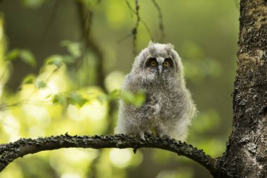 Huş ağacının dalında oturan uzun kulaklı yavru baykuş (asio otus). Doğa habitatındaki kuş, Çek Cumhuriyeti