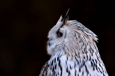 Batı Sibirya Kartal Baykuşu (Bubo bubo sibiricus) renkli günbatımında ormandaki karlı kayaların üzerinde oturuyor