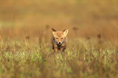 Genç kızıl tilki yavrusu (Vulpes vulpes) yaz otlağında av arıyor. Çek vahşi yaşamından doğal manzara.