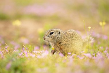 Çiçek açan çimlerde Avrupa sincabı. Spermophilus citellus vahşi yaşam sahnesi. Çiçekli çayırda yer sincabı. Çek Cumhuriyeti