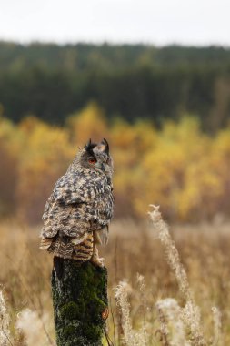 Sonbaharda baykuş. Kartal baykuş (Bubo bubo) renkli sonbahar çayırlarında kütüğün üzerine tünemişti. Büyük kulakları olan güzel, büyük bir baykuş. Doğal ortamdaki yırtıcı kuş.. 