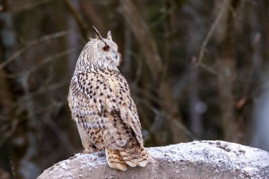 Batı Sibirya Kartal Baykuşu (Bubo bubo sibiricus) renkli günbatımında ormandaki karlı kayaların üzerinde oturuyor