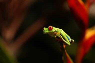 Red eyed tree frog on flower at border of Panama and Costa Rica in the tropical rainforest, cute night animal with vivid colors and big eye, agalychnis callidryas  clipart