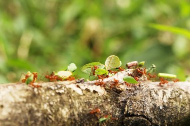 Leaf-Cutter Ant, atta sp., Adult carrying Leaf Segment to Anthill, Costa Rica clipart