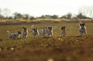 Mutlu Jack Russel teriyer sürüsü, sonbahar öğleden sonra çayırda avlanmak için hazırlanıyor.