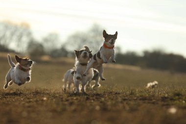 Mutlu Jack Russel teriyer sürüsü, sonbahar öğleden sonra çayırda avlanmak için hazırlanıyor.