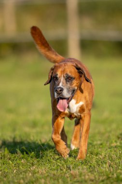Kırmızımsı melez köpek çayırda, sürüyle çalış.