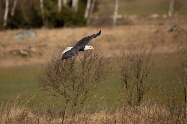 Kel Kartal, Haliaeetus leucocephalus, sonbahar arka planında uçan yırtıcı kuş, sarı ot ve orman. Homer, Alaska