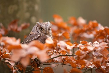 Avrasya baykuşu. Otus vuruyor. Bulgaristan 'ın vahşi doğası. Bir çift küçük kuş, s. Ağaçtaki baykuşlar. 