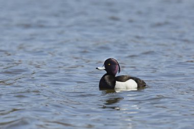 Drake Tufted Duck - Aythya Fuligula havuzda yüzüyor. Drake ya da erkek Tufted Duck - Aythya fuligula, parlak sarı gözlü ve yanardöner kafalı sulak bir havuzda yüzerken, doğal ortamında kuş, Çek Cumhuriyeti