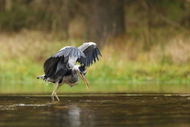 Ormanda kuşla göl. Suyu kuşa çevir. Gri Heron, Ardea Cinerea, gölde kuş avı, arka planda yeşil bataklık çimleri ve orman, Çek Cumhuriyeti.