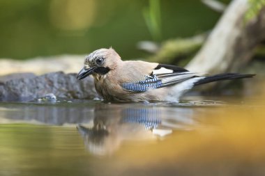Yoldan geçen Avrasyalı Jay 'in (Garrulus glandarius) portresi, ilkbaharda sabah güneşinde orman göletinde yıkanır. Kuşun yakın plan portresi.