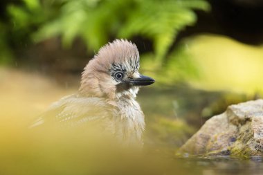 Yoldan geçen Avrasyalı Jay 'in (Garrulus glandarius) portresi, ilkbaharda sabah güneşinde orman göletinde yıkanır. Kuşun yakın plan portresi.