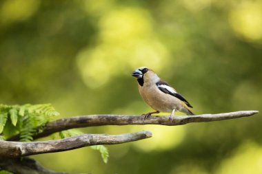 Şahin ispinozu (Coccothraustes coccothraustes) dala tünemiştir. Yaz öğleden sonra ormanda bir dala tünemiş bir ispinozun yakın çekimi. Çek Cumhuriyeti 'nden vahşi yaşam sahnesi.