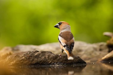 Şahin ispinozu (Coccothraustes coccothraustes) dala tünemiştir. Yaz öğleden sonra ormanda bir dala tünemiş bir ispinozun yakın çekimi. Çek Cumhuriyeti 'nden vahşi yaşam sahnesi.