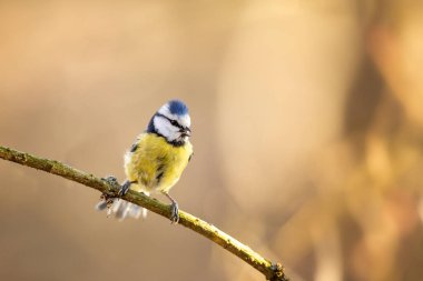 Small fluffy eurasian blue tit (Cyanistes caeruleus) sits on a bush branch in spring sunny morning, Czech republic