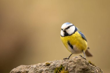 Small fluffy eurasian blue tit (Cyanistes caeruleus) sits on a bush branch in spring sunny morning, Czech republic