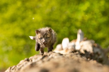 Kızıl tilki yavrusu. Vulpes vulpes. Avrupa yaban hayatı. Düşen kütüğün üzerinde çok genç ve sevimli bir kızıl tilki yavrusu. Dünyayı keşfeden genç tilki.