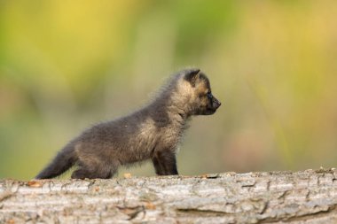 Kızıl tilki yavrusu. Vulpes vulpes. Avrupa yaban hayatı. Düşen kütüğün üzerinde çok genç ve sevimli bir kızıl tilki yavrusu. Dünyayı keşfeden genç tilki.