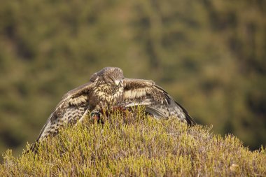 Akbaba (Buteo buteo), öğlen vakti yaban mersini çalısı ile çayırda avlanır. Doğadan aksiyon sahnesi. Sonbaharda çayırdaki yırtıcı kuş. Çek Cumhuriyeti