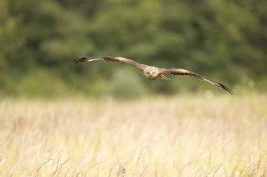Kırmızı uçurtma (Milvus milvus) av aramak için yaz otlağının üzerinde uçar. Vahşi doğa sahnesi, doğadaki kuş, Çek Cumhuriyeti