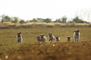 Mutlu Jack Russel teriyer sürüsü, sonbahar öğleden sonra çayırda avlanmak için hazırlanıyor.