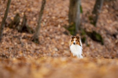 Kırmızımsı shetland çoban köpeği yavrusu sonbahar ormanında koşuyor. Shetland Collie veya Sheltie. Sevimli hayvan. Safkan köpek..