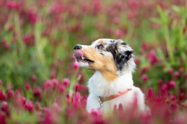 Avustralya çoban köpeği, Amerika Birleşik Devletleri 'nden gelen bir çoban köpeği türüdür. Yonca tarlasında bir köpek portresi.