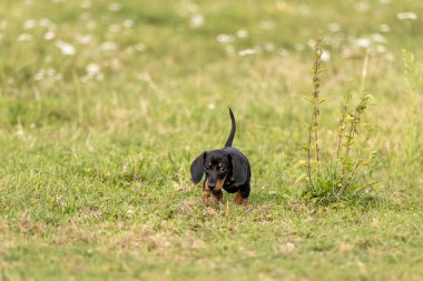 Yaz öğleden sonra Dachshund 'lu köpek yavrusu yeşil çayırı kokluyor. Siyah ve esmer bir Dachshund köpeği..