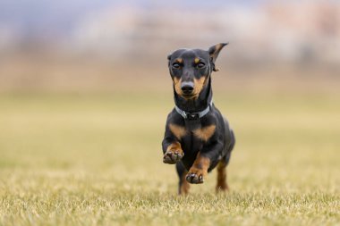 Mutlu köpek, siyah ve kahverengi cüce Dachshund köpek çayırda oynuyor, yazın çimenlerde koşuyor ve zıplıyor.