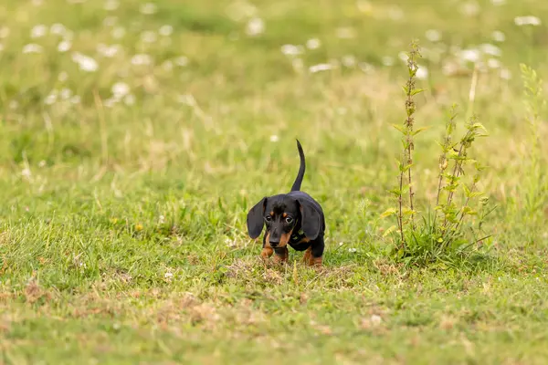 Yaz öğleden sonra Dachshund 'lu köpek yavrusu yeşil çayırı kokluyor. Siyah ve esmer bir Dachshund köpeği..