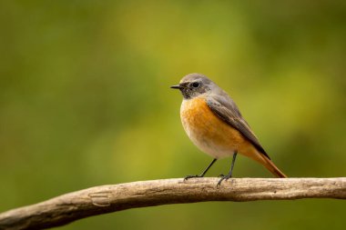 Günlük üzerinde yaygın Redstart (Phoenicurus phoenicurus). Yoldan geçen yakışıklı bir kuşun görüntüsü Bir dala tünemiş sıradan bir Redstart. Çek doğasından vahşi yaşam sahnesi.
