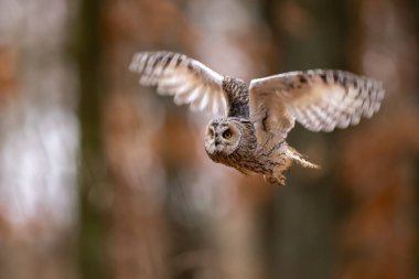 Baykuş uçuyor. Uzun kulaklı baykuş, Asio otus, sonbahar ormanlarında geniş kanatlarla uçuyor. Doğal ortamdaki yırtıcıları avlamak. Doğa, Çek Cumhuriyeti 'nden vahşi yaşam sahnesi