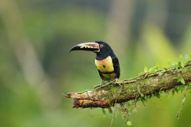 Yakalı Aracari, Pteroglossus torquatus. Tukan, Kosta Rika 'da, ormanın dalında oturuyor..