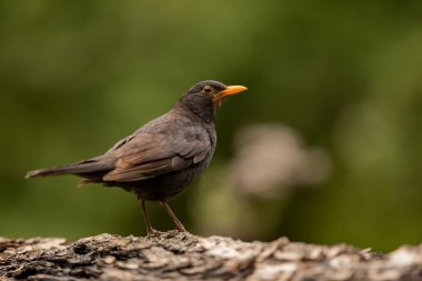Doğanın doğal ortamında yaygın Avrasya Siyahi Kuşu (Turdus merula). Yeşil geçmişi olan bir kuş, Çek Cumhuriyeti 'nde vahşi yaşam.