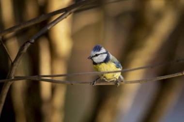 Small fluffy eurasian blue tit (Cyanistes caeruleus) sits on a bush branch in spring sunny morning, Czech republic