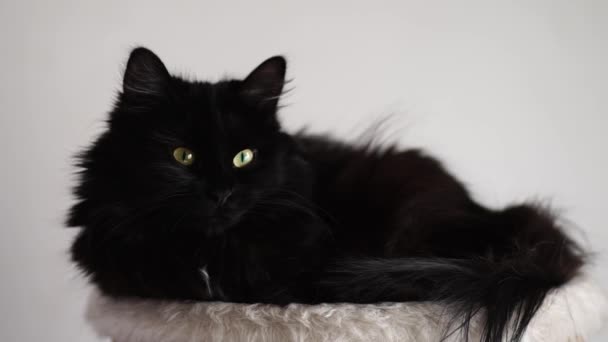 Чорний Кіт Рухає Очі Просто Прокинувся Кіт Домашні Тварини Крупним — стокове відео