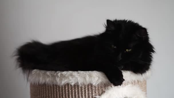 Чорний Кіт Рухає Очі Просто Прокинувся Кіт Домашні Тварини Крупним — стокове відео