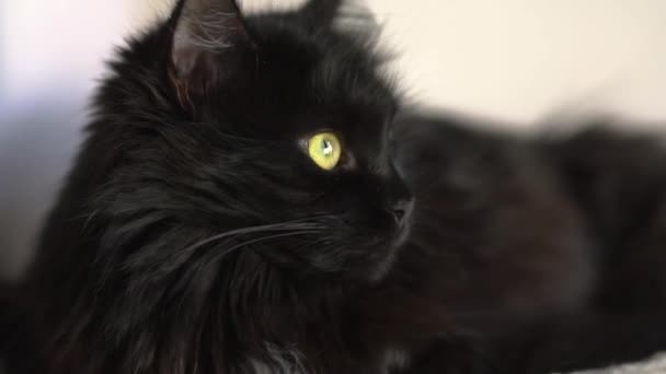 Czarny Kot Porusza Oczami Zwierzęta Domowe Zbliżenie — Wideo stockowe