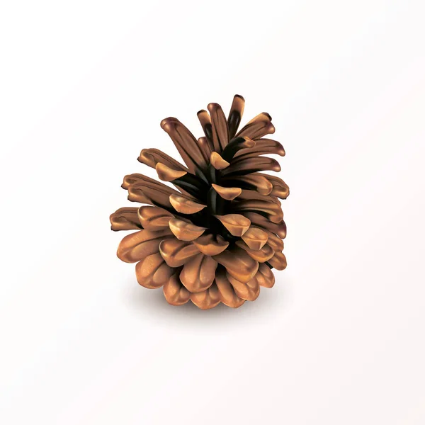 Realistic Dry Pine Cone Isolated White Background Object Design Vector — Stock Vector
