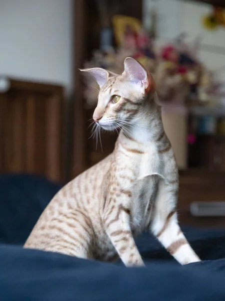 Portrait Cute Oriental Breed Cat Indoor — Stock Photo, Image