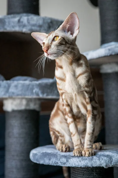 자세로 귀여운 동양계 고양이의 — 스톡 사진
